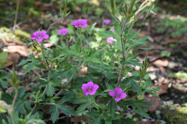 ゲンノショウコのピンク色の花と緑色の茎と葉