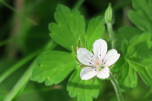 ゲンノショウコの白い花と、手のひらの形をした緑の葉