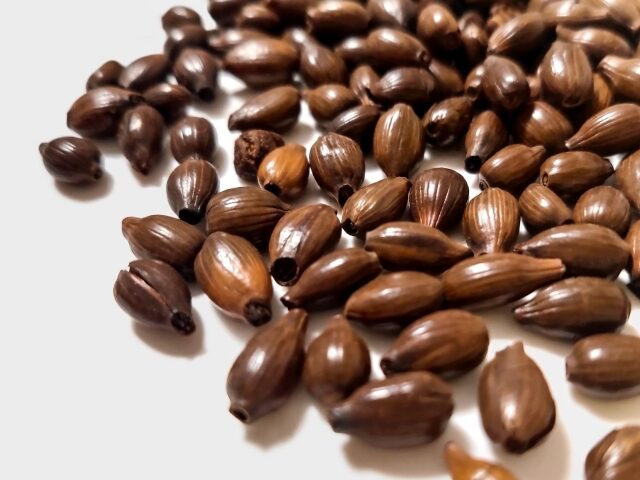 茶褐色の殻のついたハトムギの実