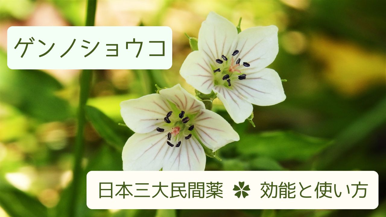 対になって咲いているゲンノショウコの白い花