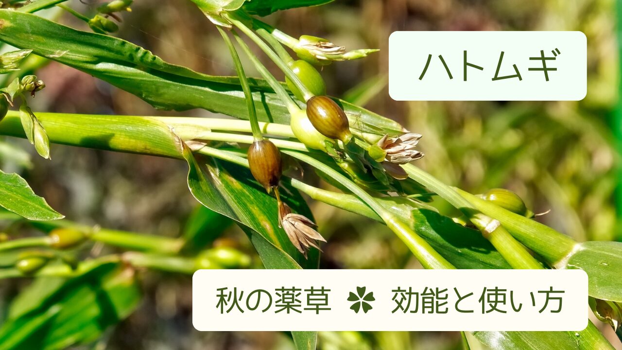 ハトムギの茎と葉、茶色くなってきたハトムギの実